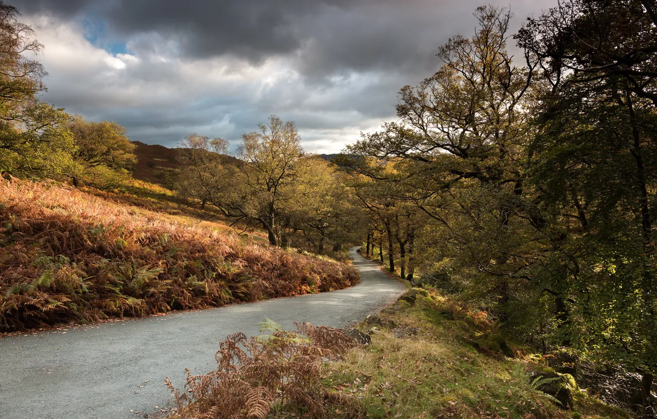 Photo wallpaper road, autumn, trees