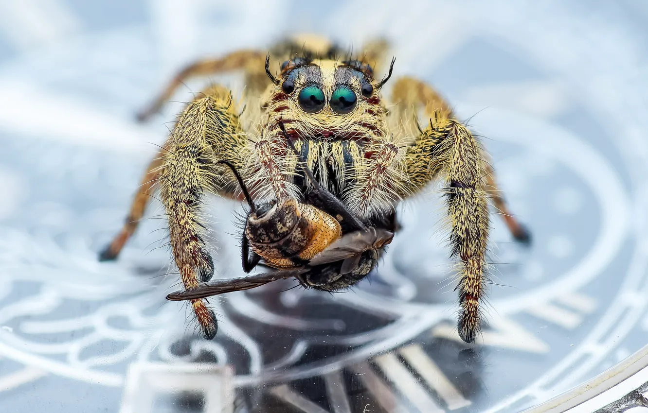 Photo wallpaper macro, background, spider, insect, coins