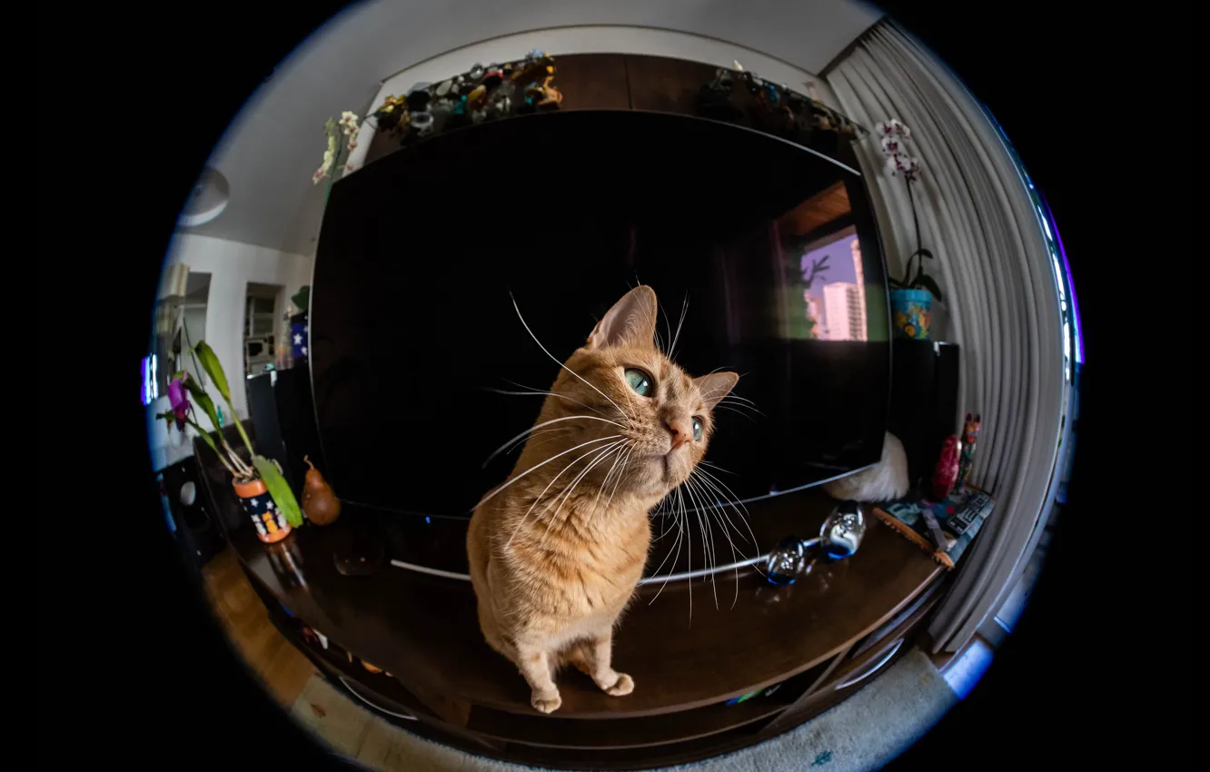 Photo wallpaper cat, cat, look, reflection, room, round, camera, red
