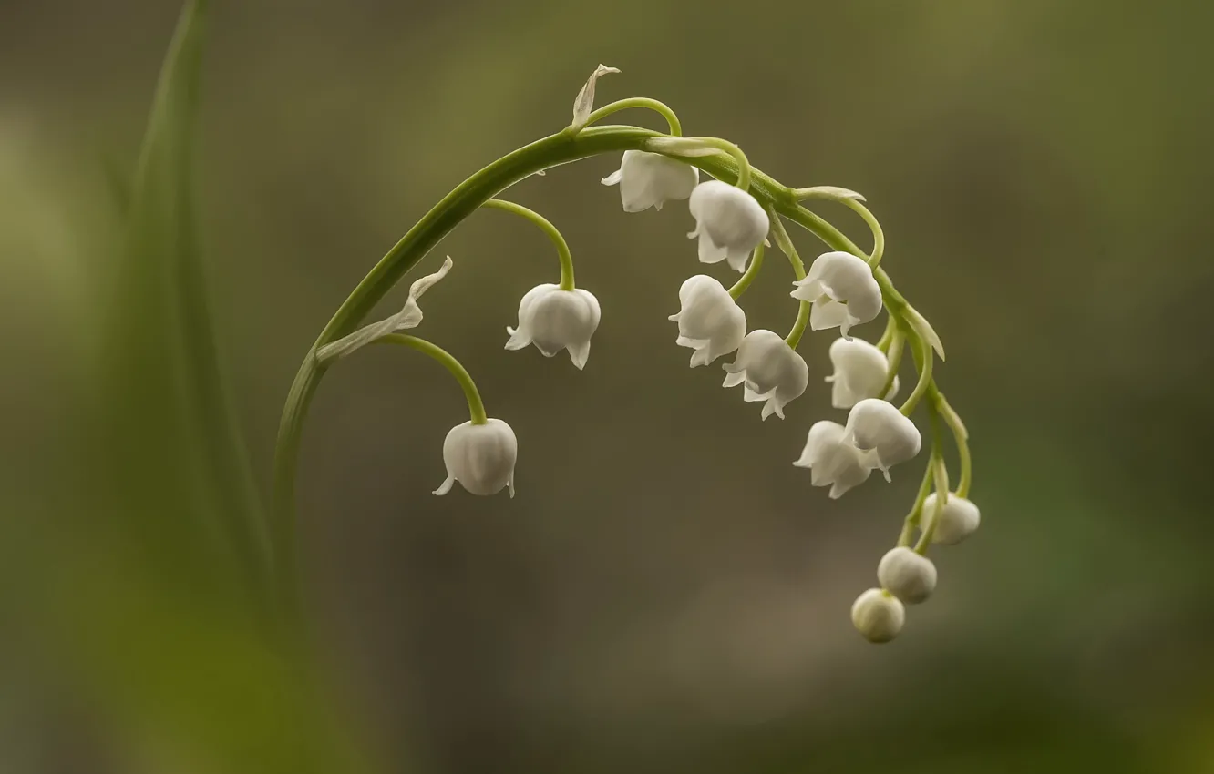 Photo wallpaper macro, flowers, Lily of the valley