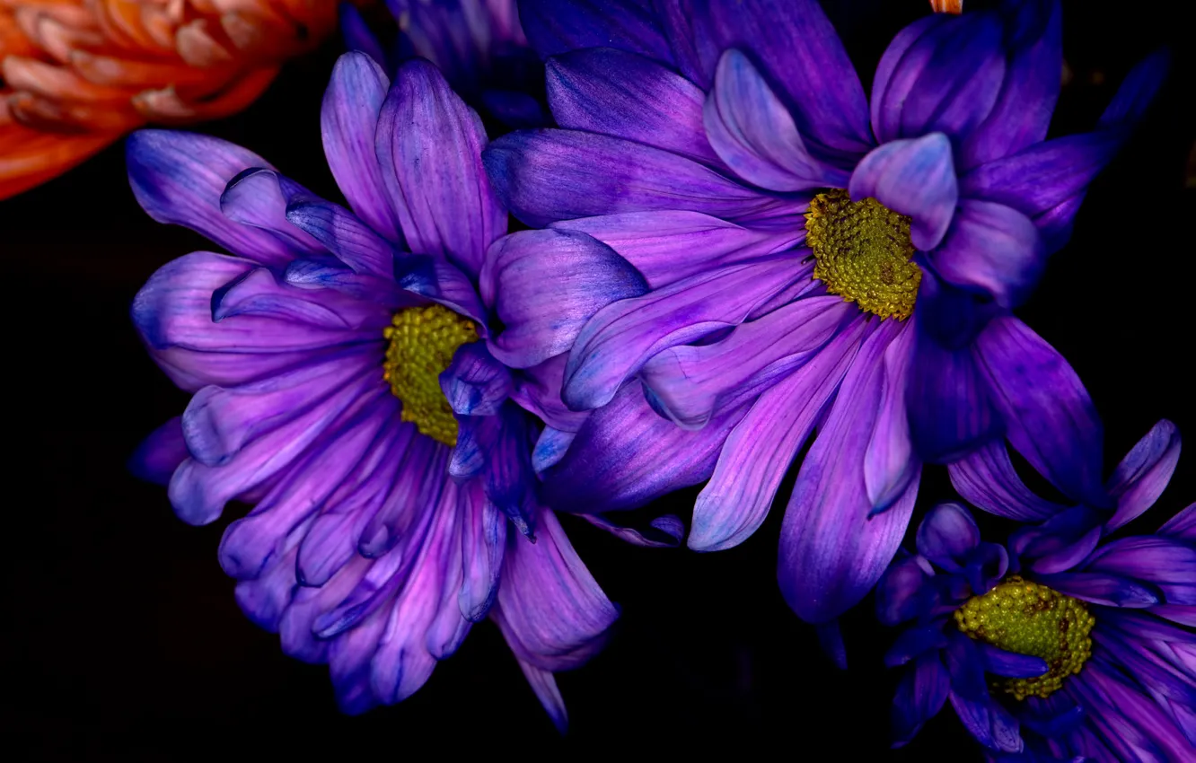 Photo wallpaper macro, background, paint, bouquet, petals