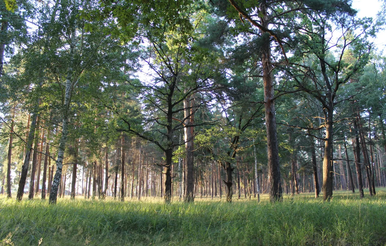 Photo wallpaper forest, grass, birch, pine
