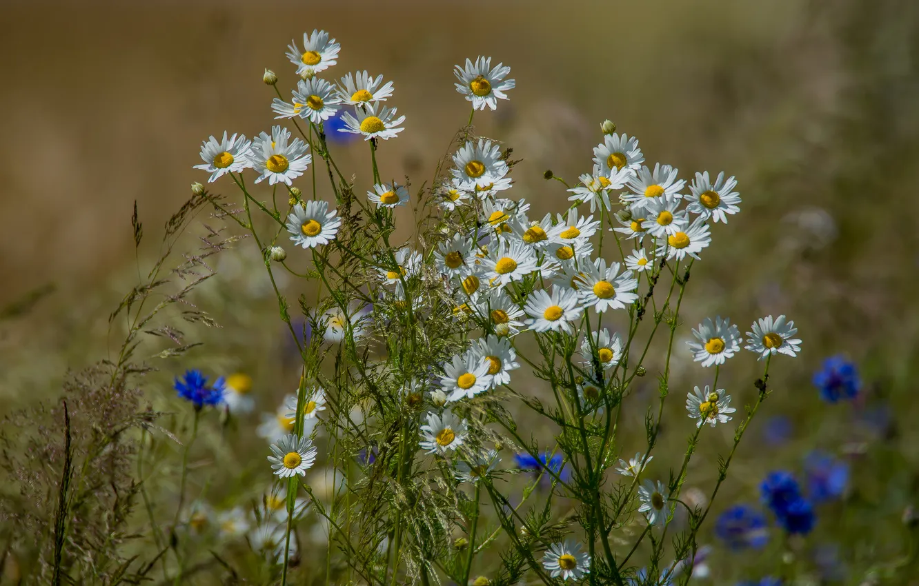 Photo wallpaper field, summer, flowers, wildflowers