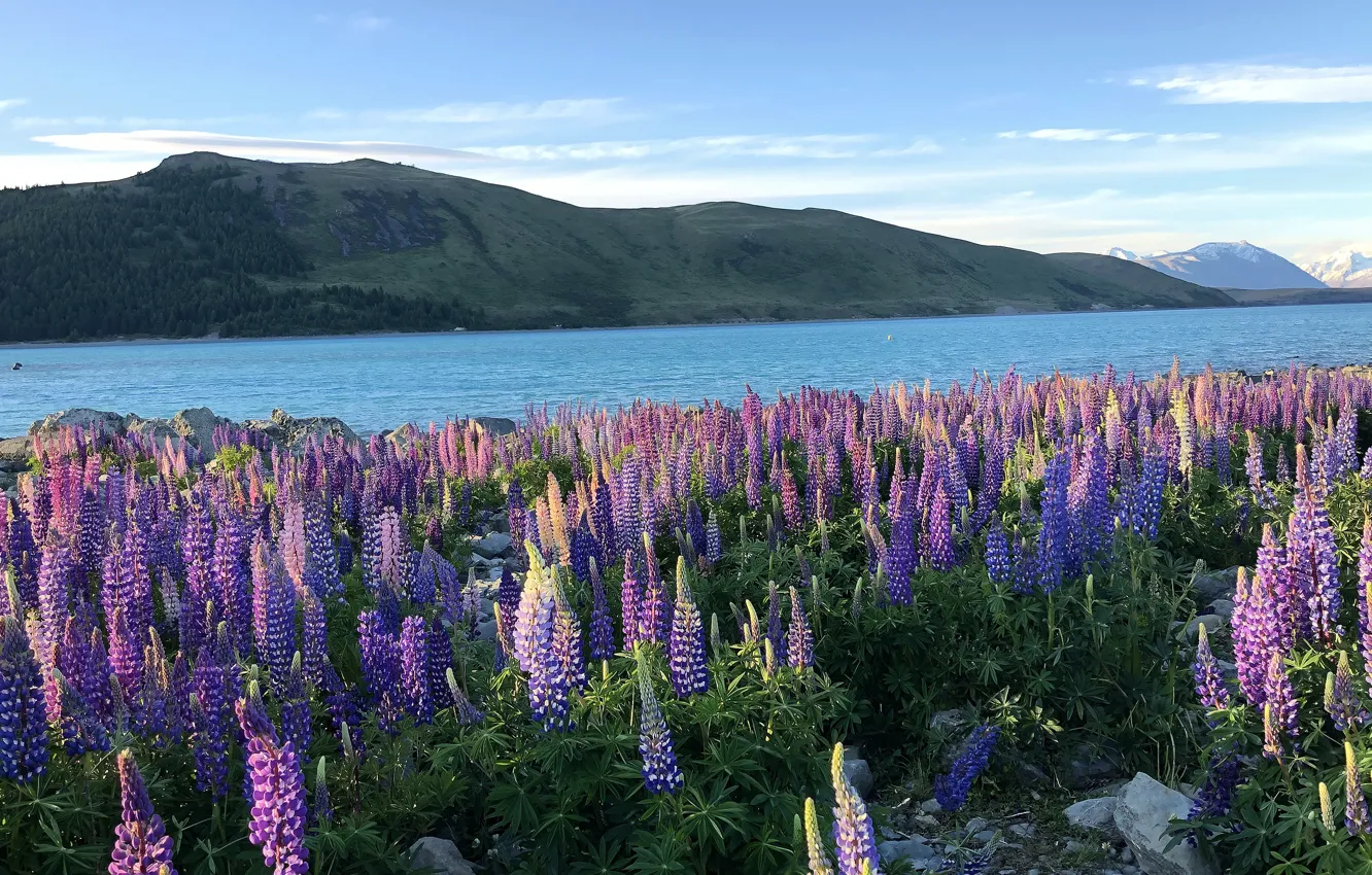 Photo wallpaper summer, the sky, flowers, hills, shore, pond, lilac, lupins