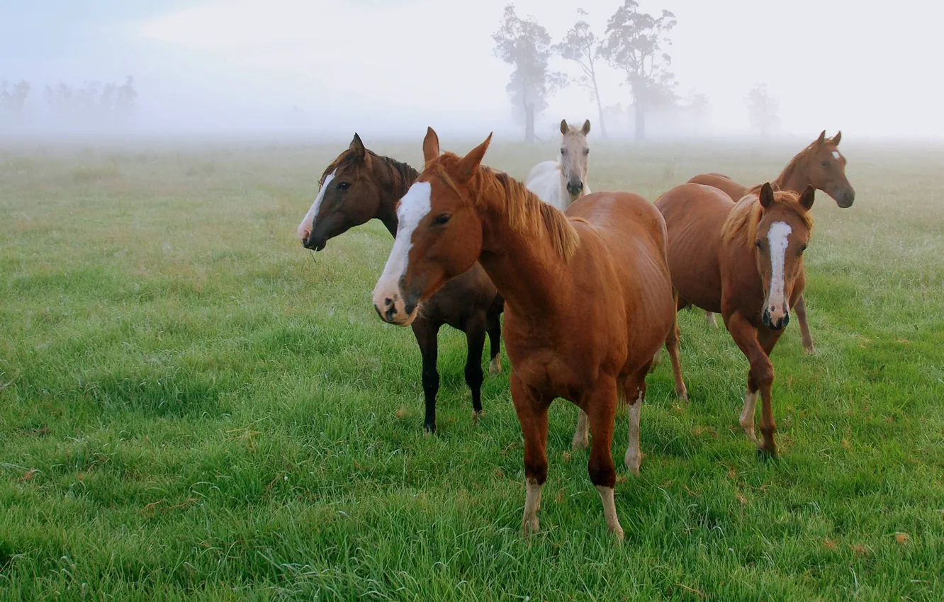 Photo wallpaper field, grass, fog, morning, horse