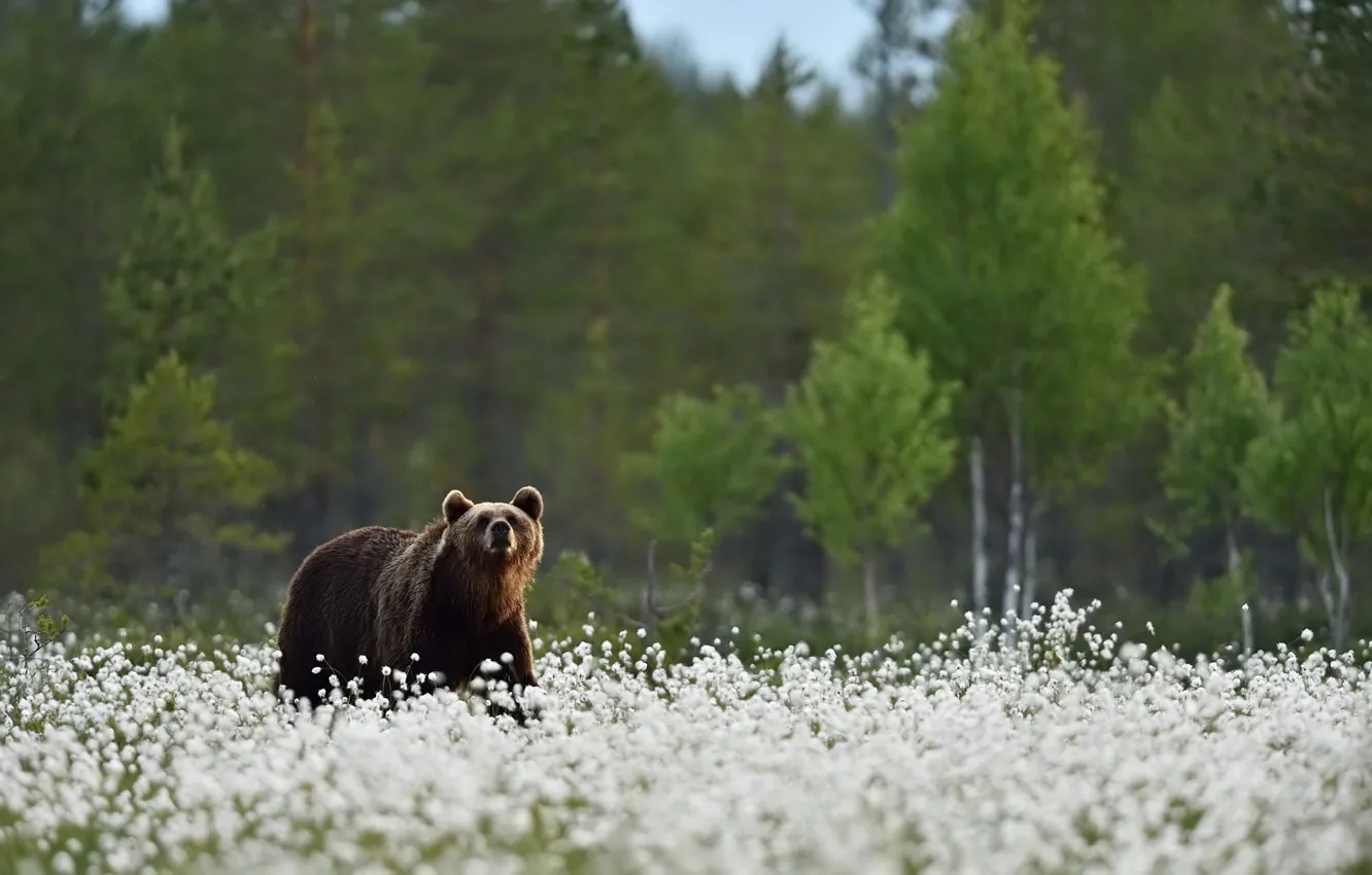 Photo wallpaper field, forest, bear, walk, cotton