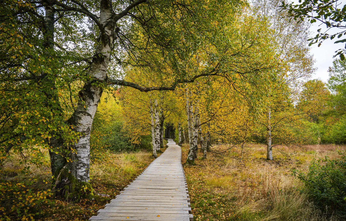 Photo wallpaper autumn, bridge, birch