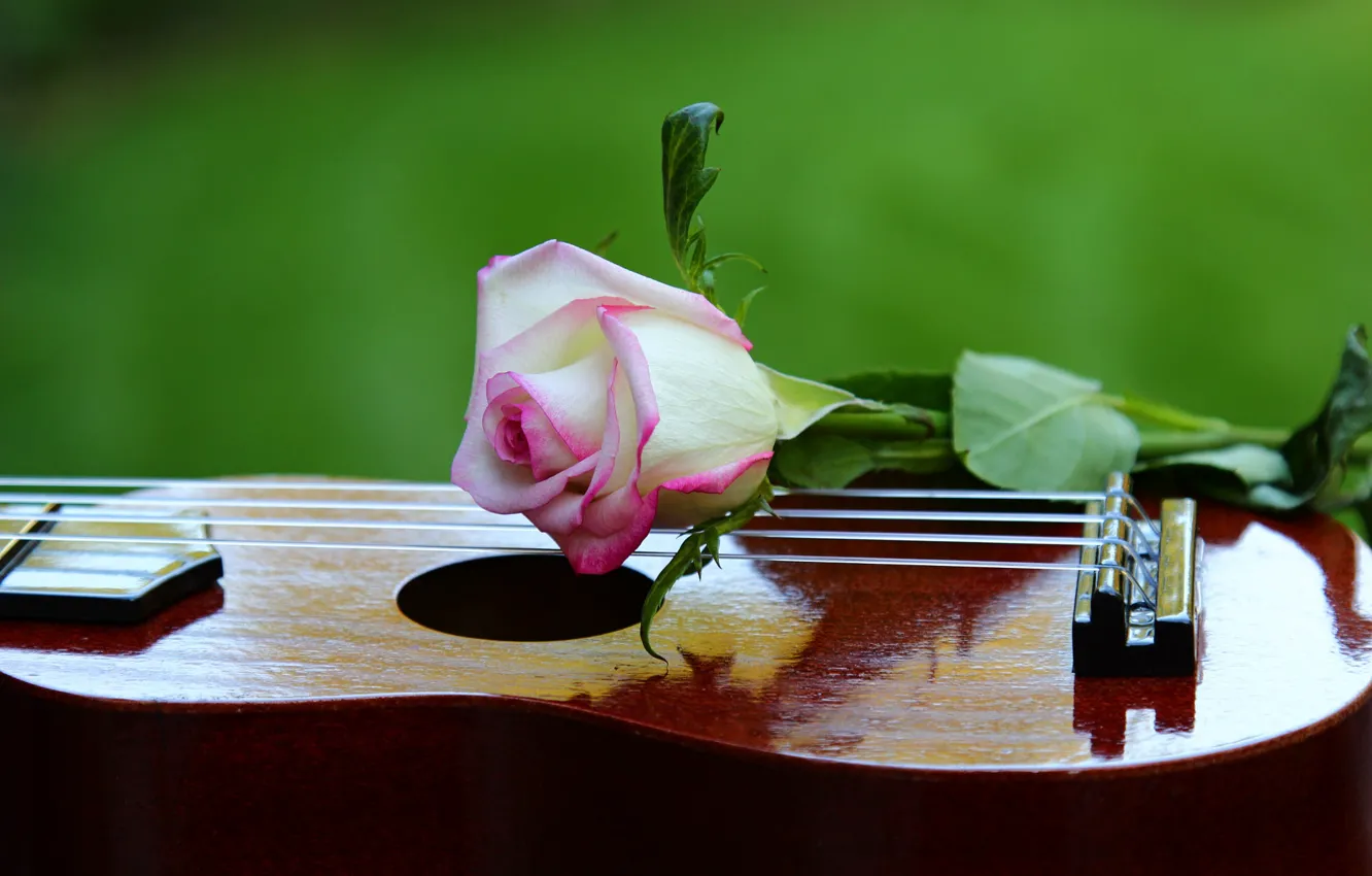 Photo wallpaper music, guitar, roses, musical instrument, bokeh