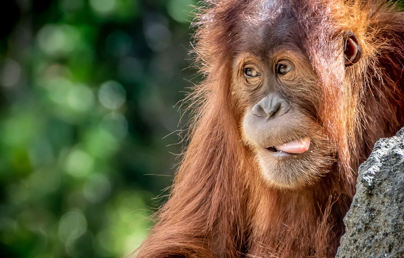 Photo wallpaper language, red, orangutan