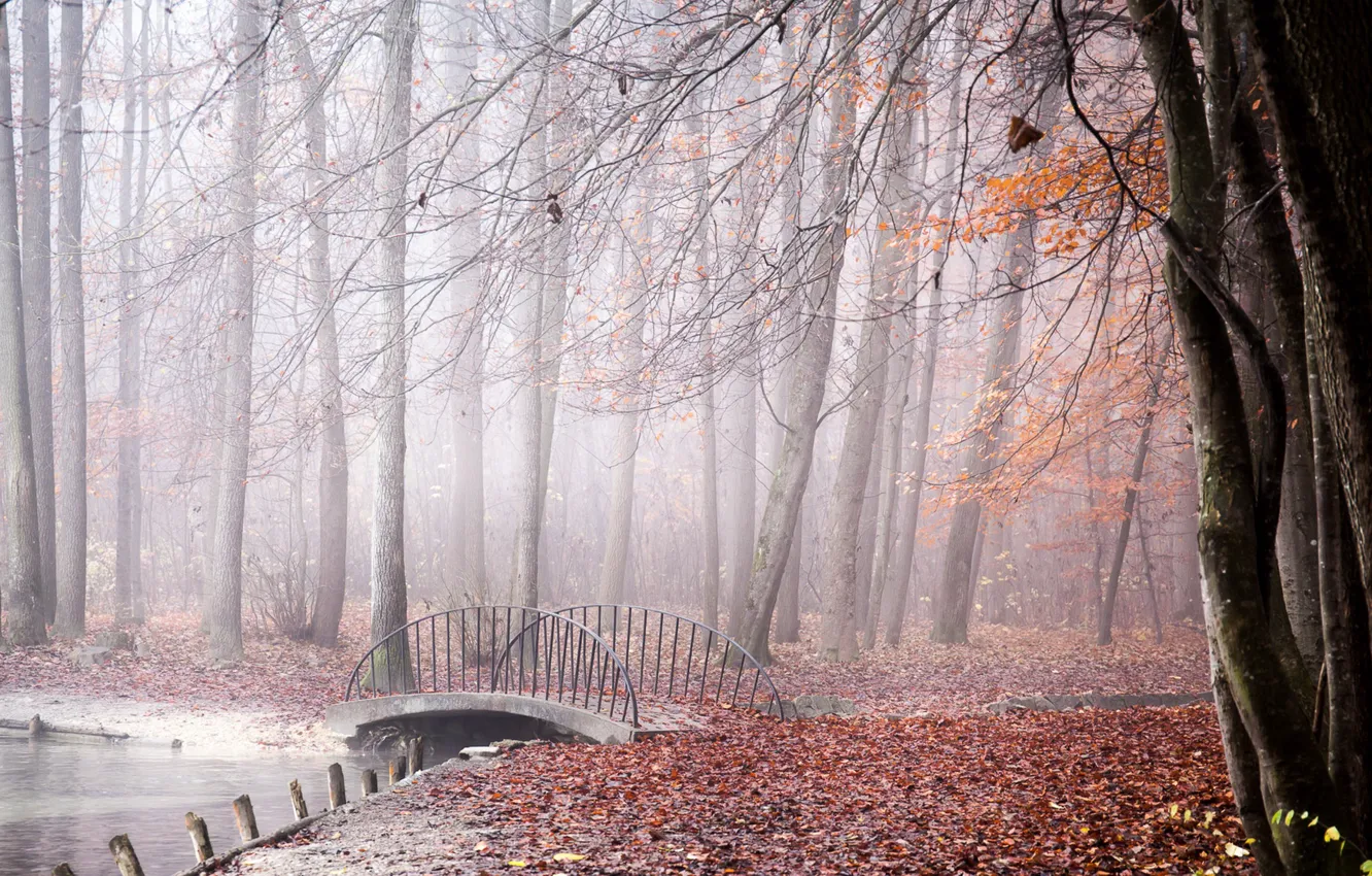 Photo wallpaper autumn, bridge, fog, Park