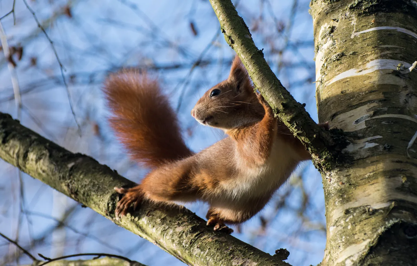Photo wallpaper branches, nature, pose, tree, animal, protein, animal, rodent