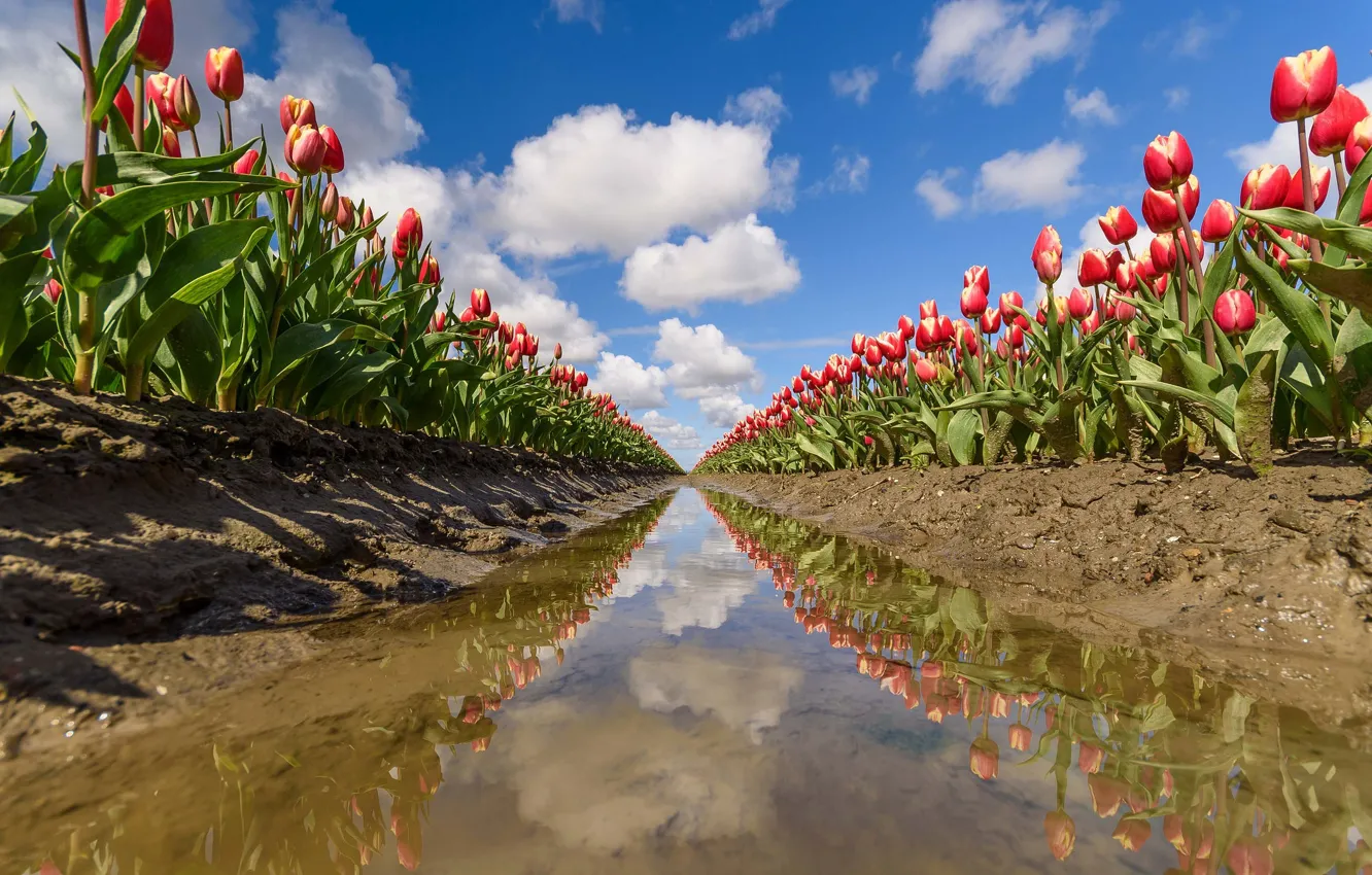 Photo wallpaper clouds, reflection, tulips, plantation