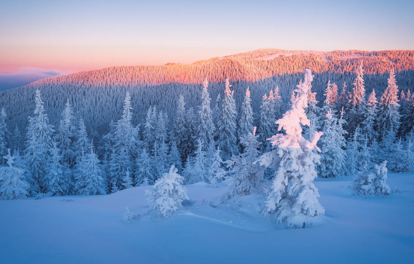 Photo wallpaper winter, forest, the sky, clouds, light, snow, landscape, sunset
