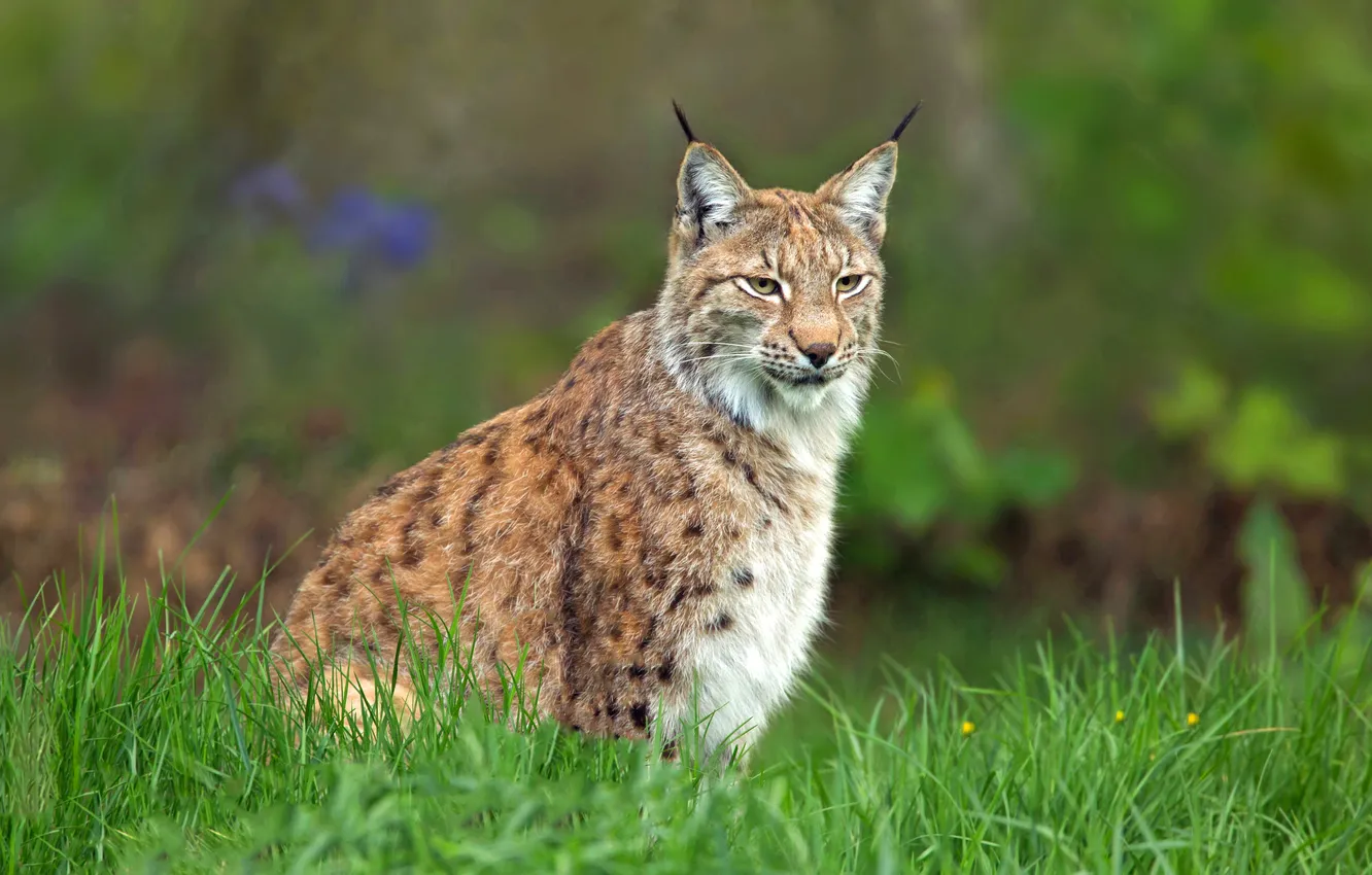 Photo wallpaper sitting, grass, glade, pose, look, lynx, greens