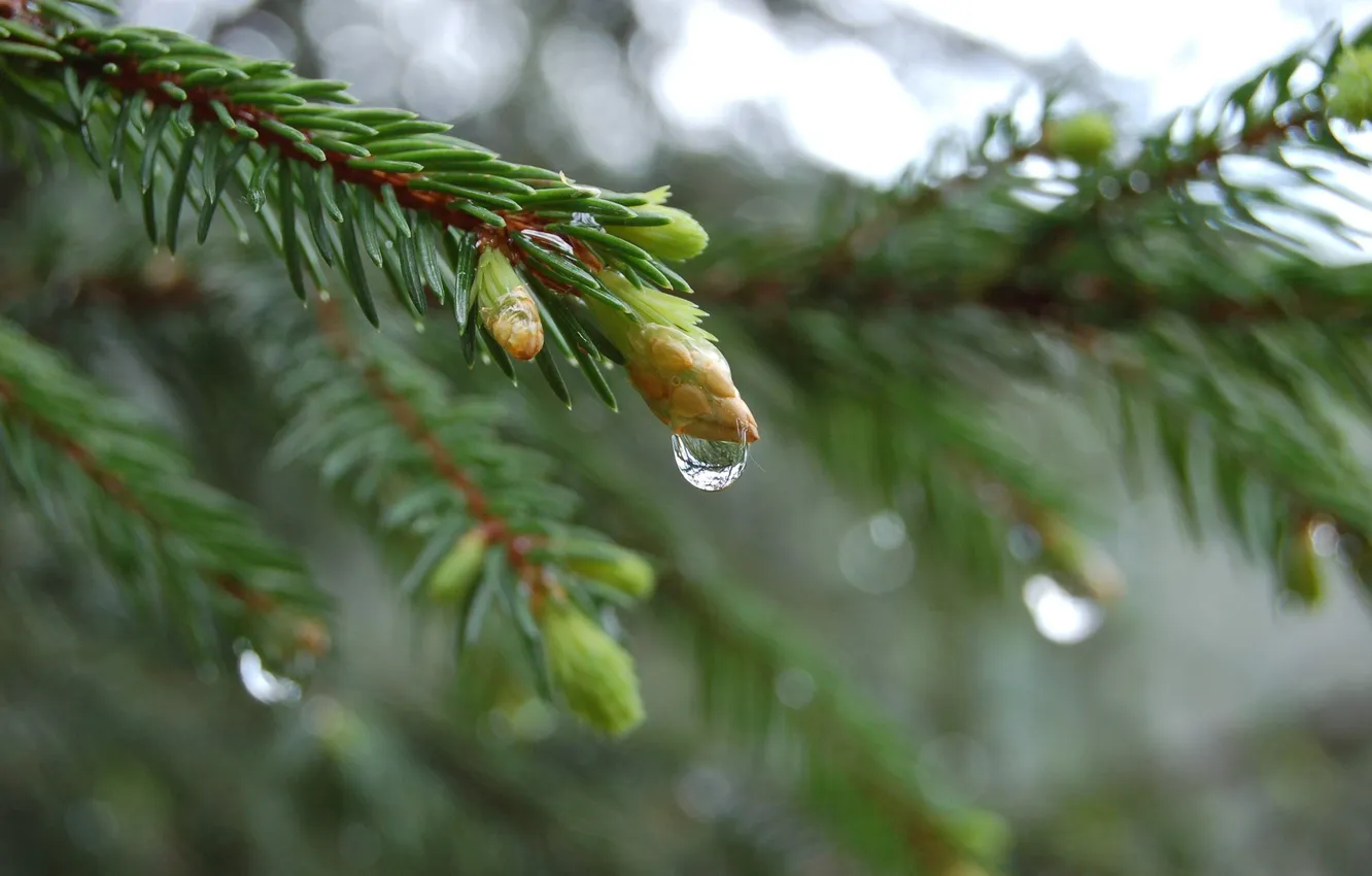 Photo wallpaper water, trees, nature, Wallpaper, spruce