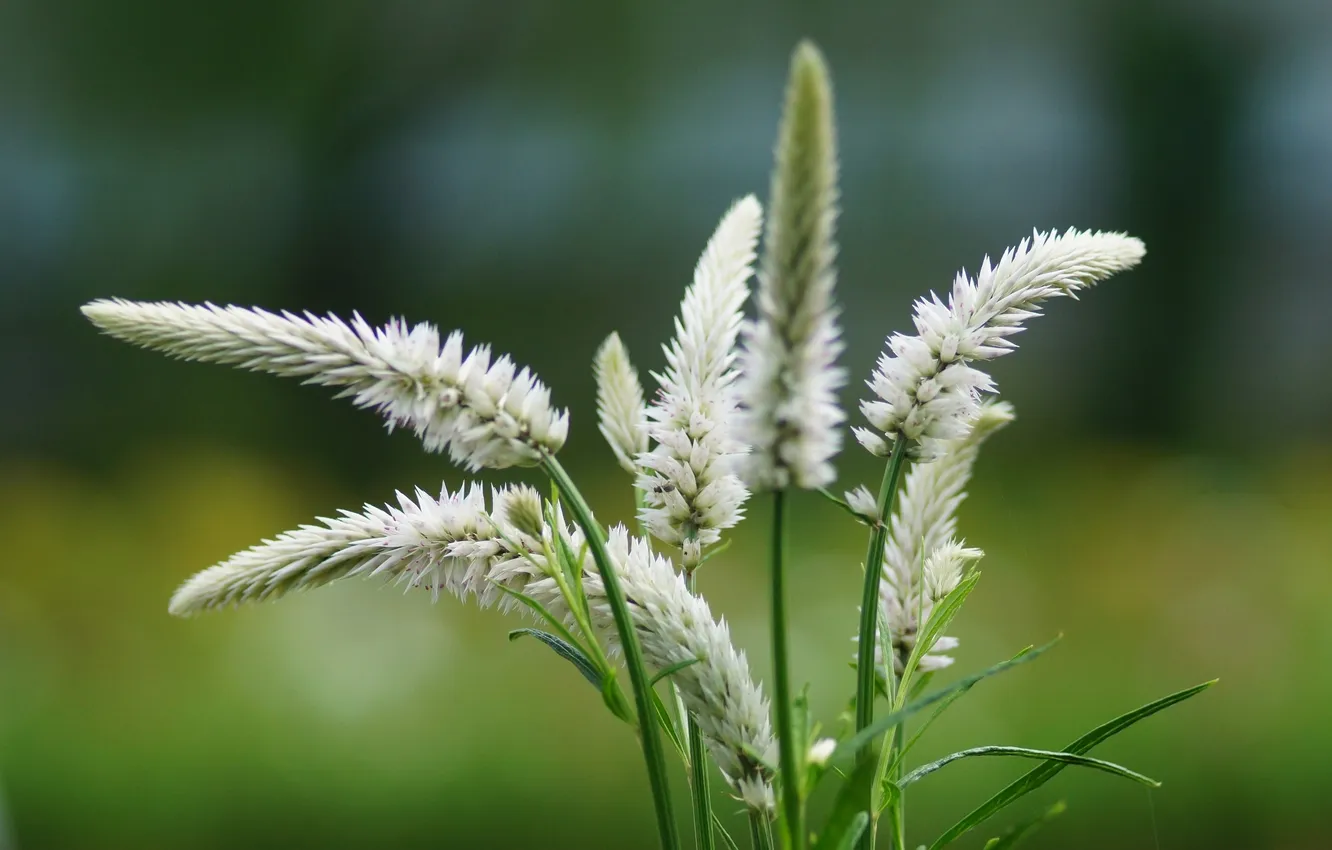 Photo wallpaper summer, macro, flowers, blur, spikelets, white, inflorescence