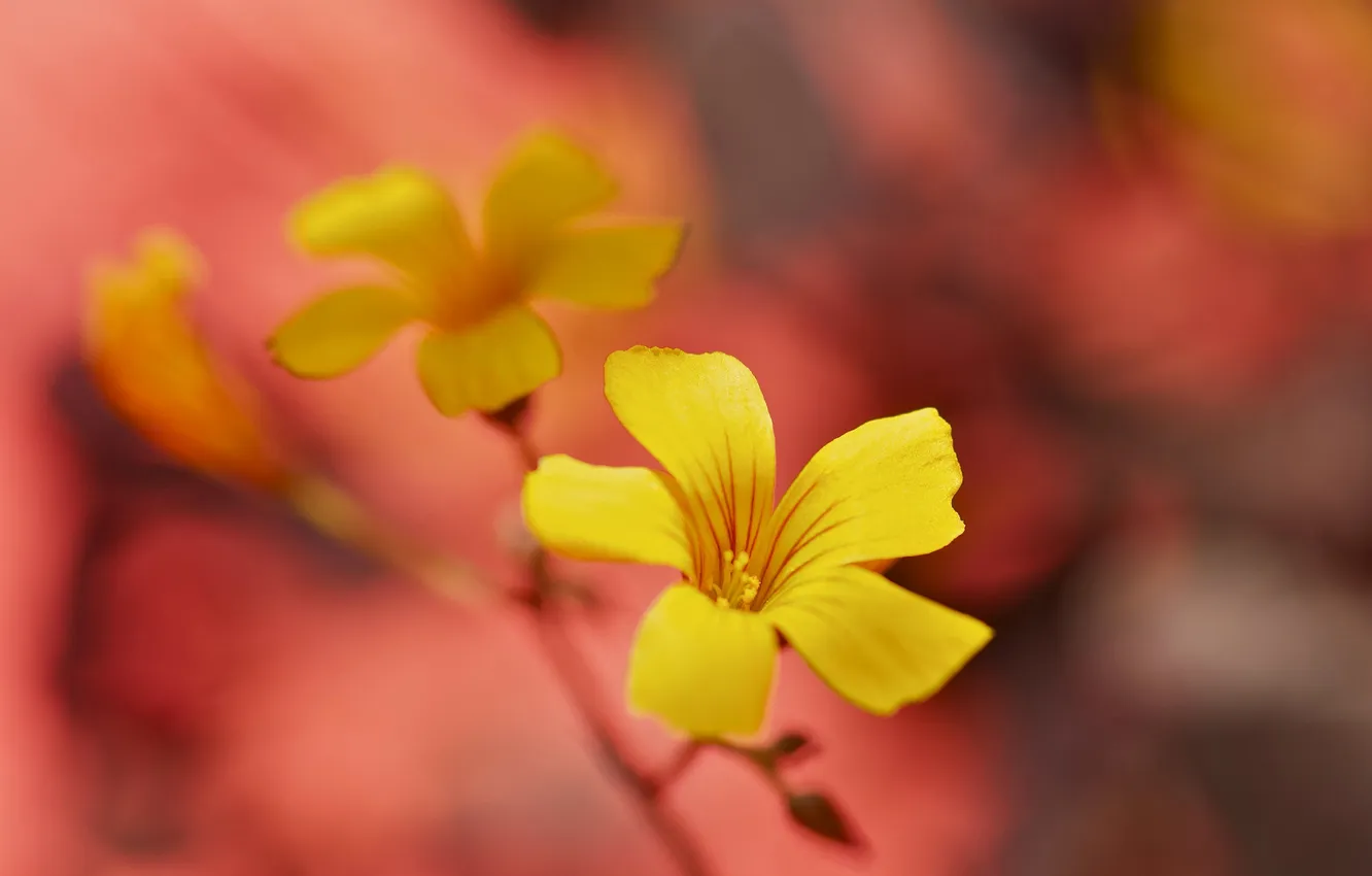 Photo wallpaper macro, nature, petals, stem