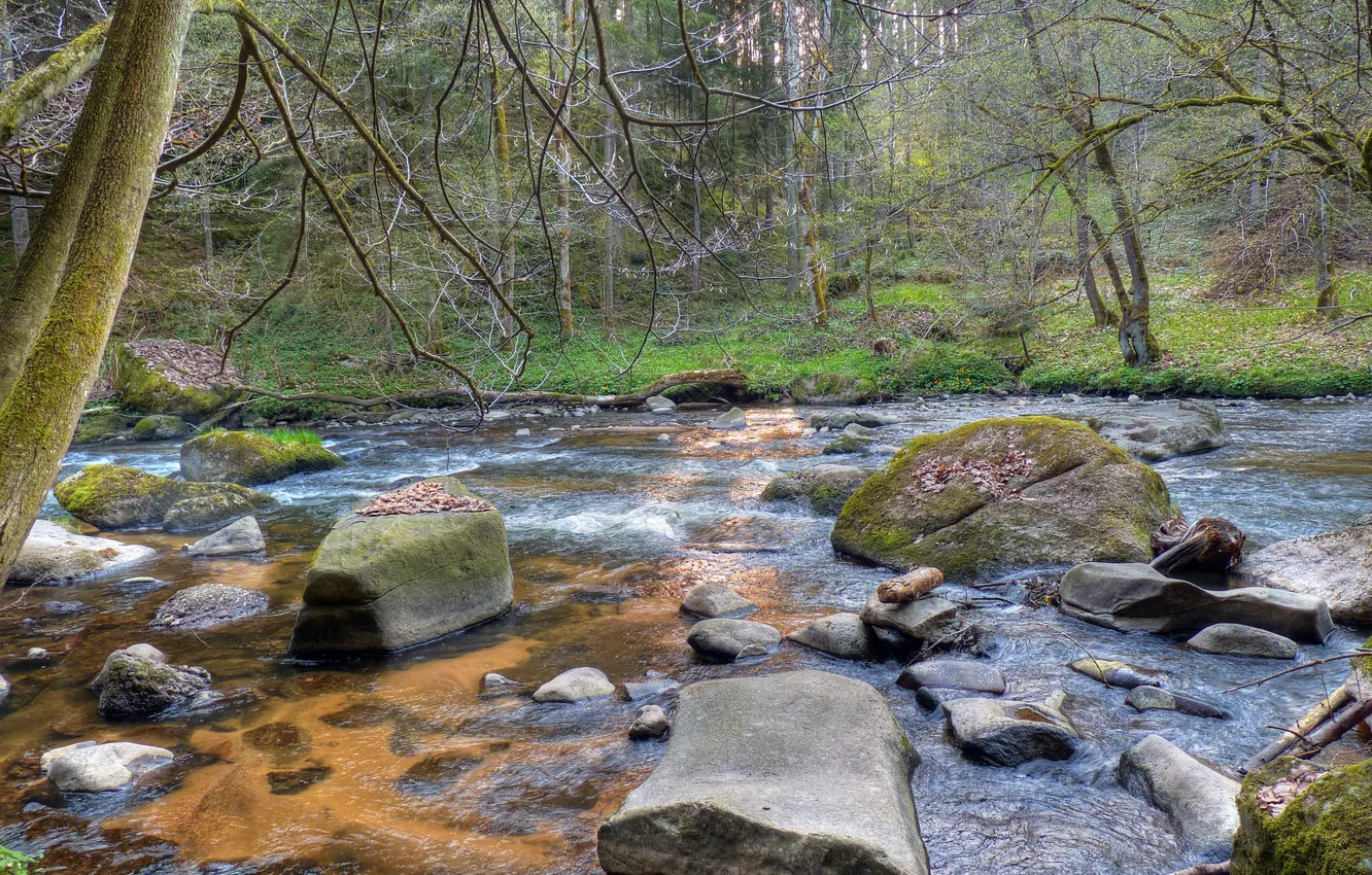 Photo wallpaper forest, trees, river, stones
