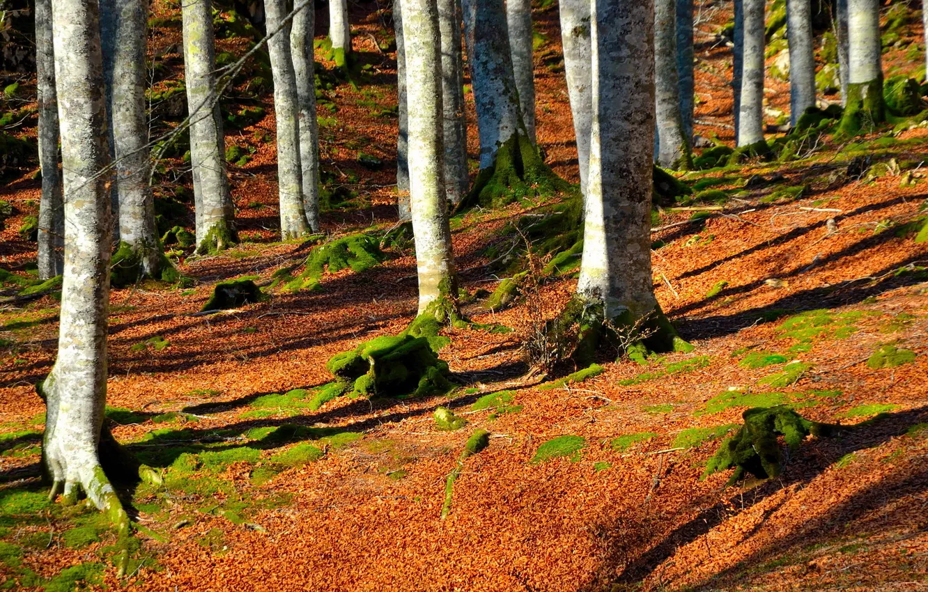 Photo wallpaper autumn, forest, leaves, trees, moss