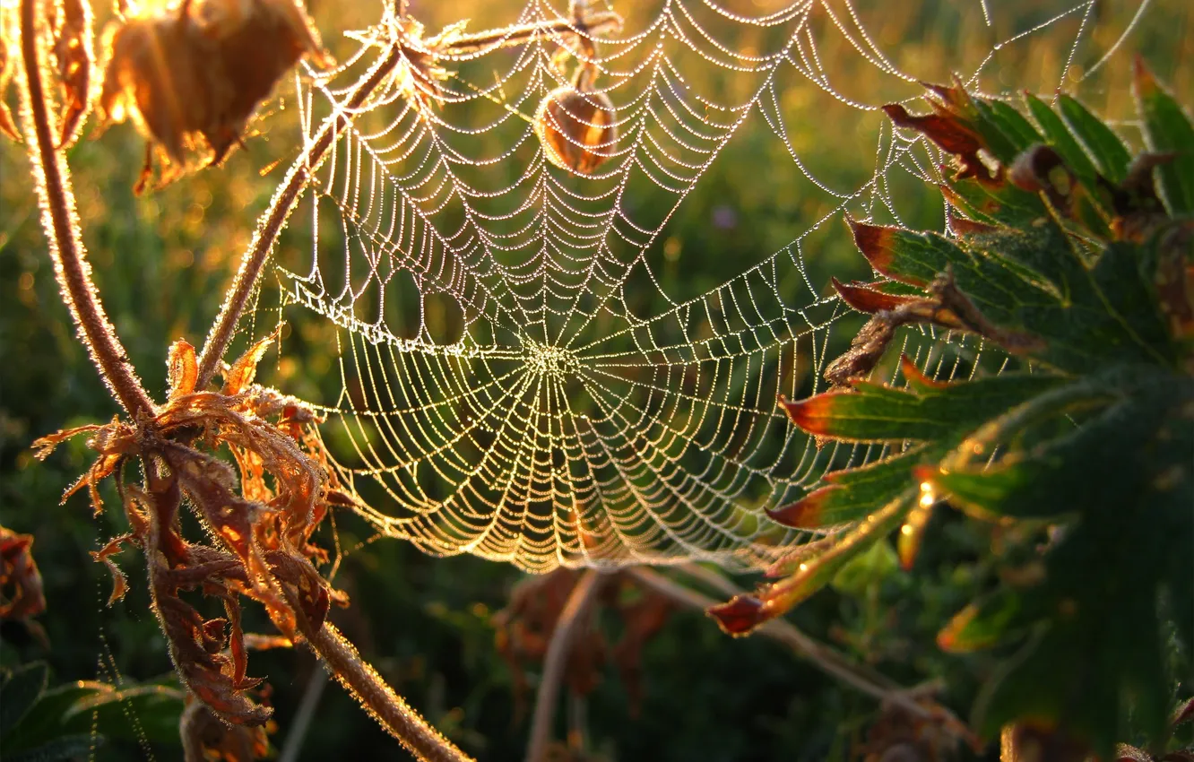Photo wallpaper leaves, macro, plant, web