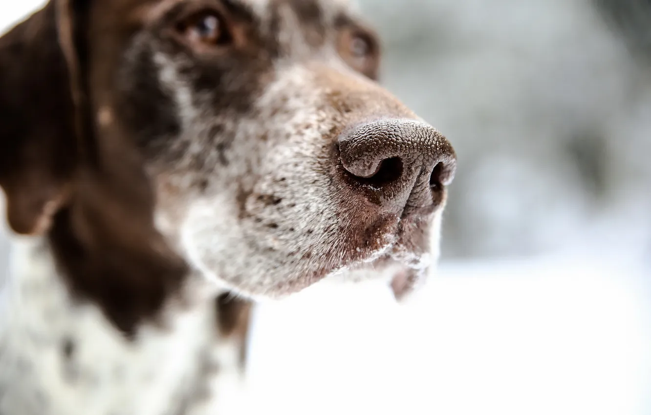 Photo wallpaper look, each, dog