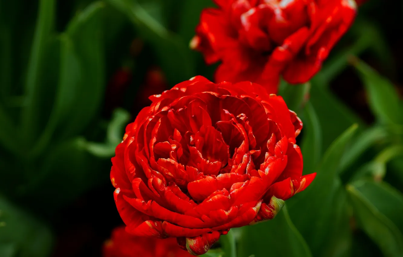 Photo wallpaper macro, tulips, buds