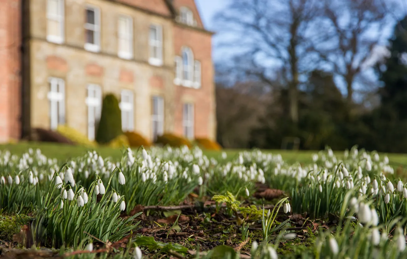 Photo wallpaper flowers, castle, glade, spring