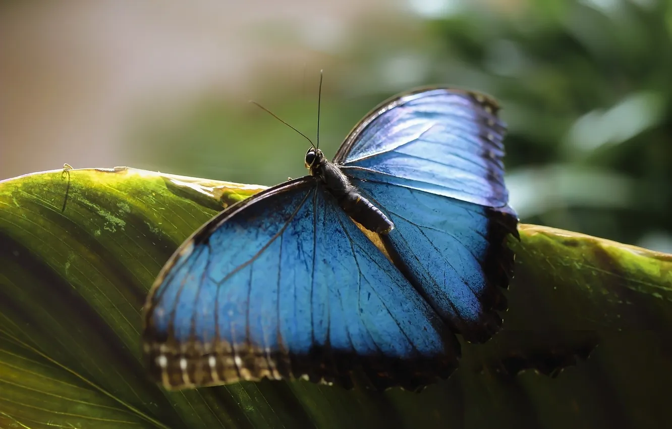 Photo wallpaper wings, butterfly, beautiful, close up