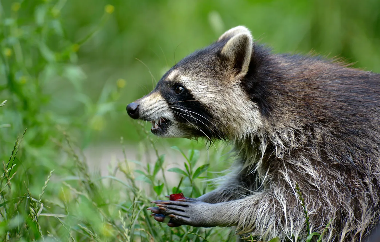 Photo wallpaper greens, face, nature, pose, background, legs, raccoon, profile
