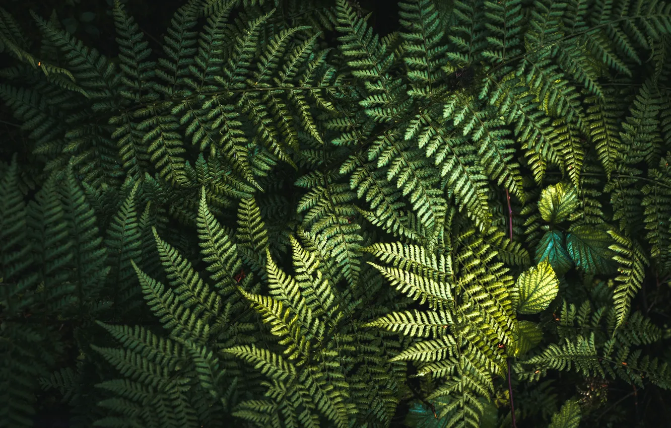 Photo wallpaper greens, leaves, background
