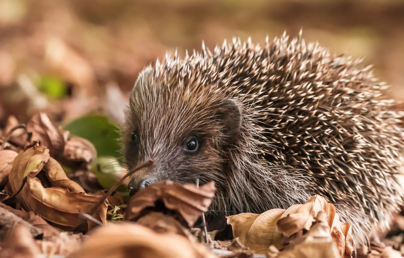 Photo wallpaper autumn, look, foliage, hedgehog