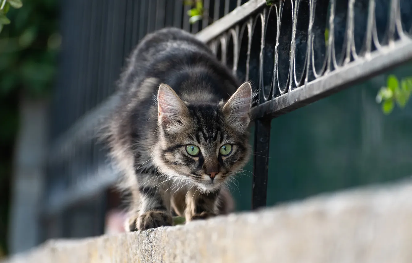 Photo wallpaper cat, cat, look, pose, grey, the fence, border, walk