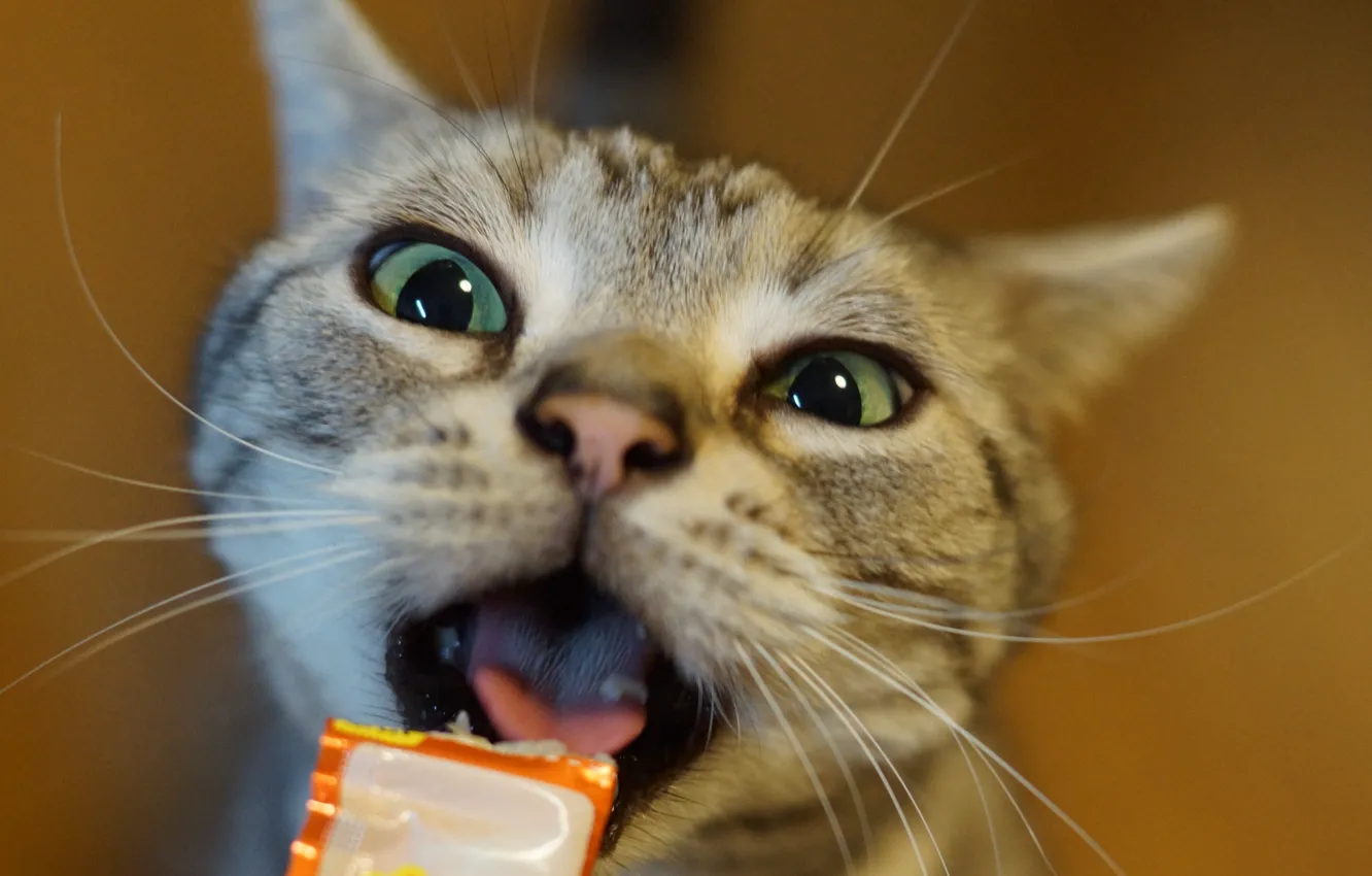 Photo wallpaper cat, eyes, look, food