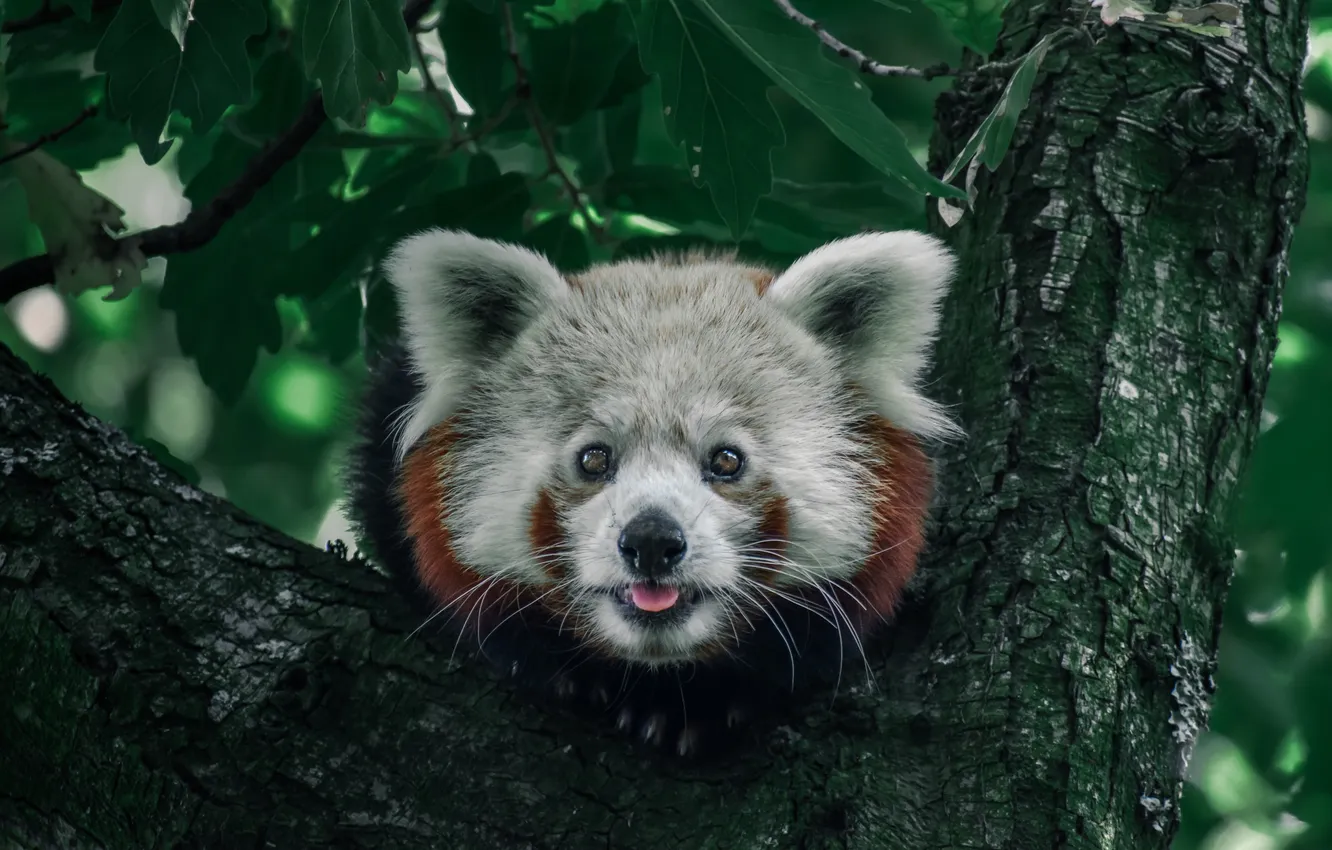 Photo wallpaper red Panda, on the tree, wildlife
