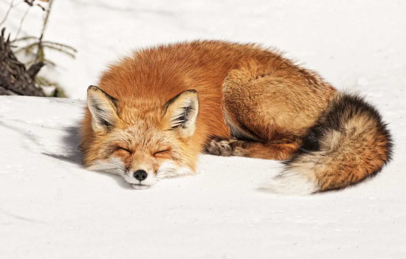 Photo wallpaper winter, snow, Fox