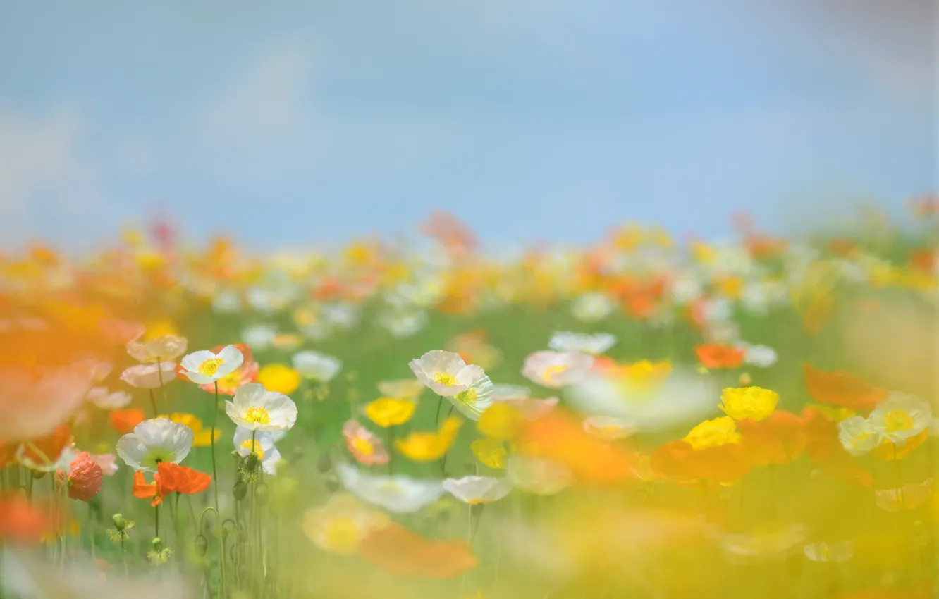 Photo wallpaper field, summer, the sky, grass, flowers, stems, glade, tenderness