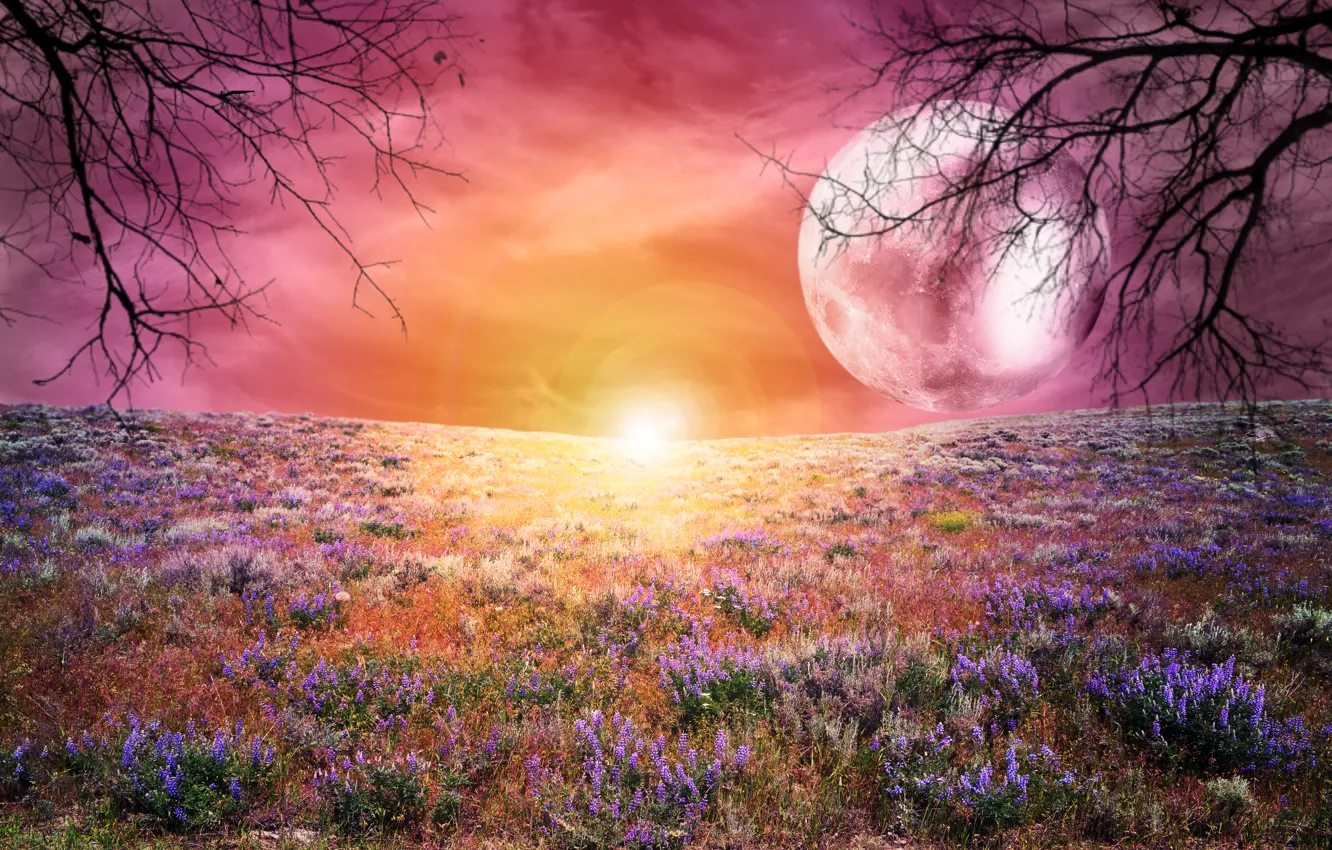 Photo wallpaper field, the sky, trees, landscape, sunset, flowers, the moon, large