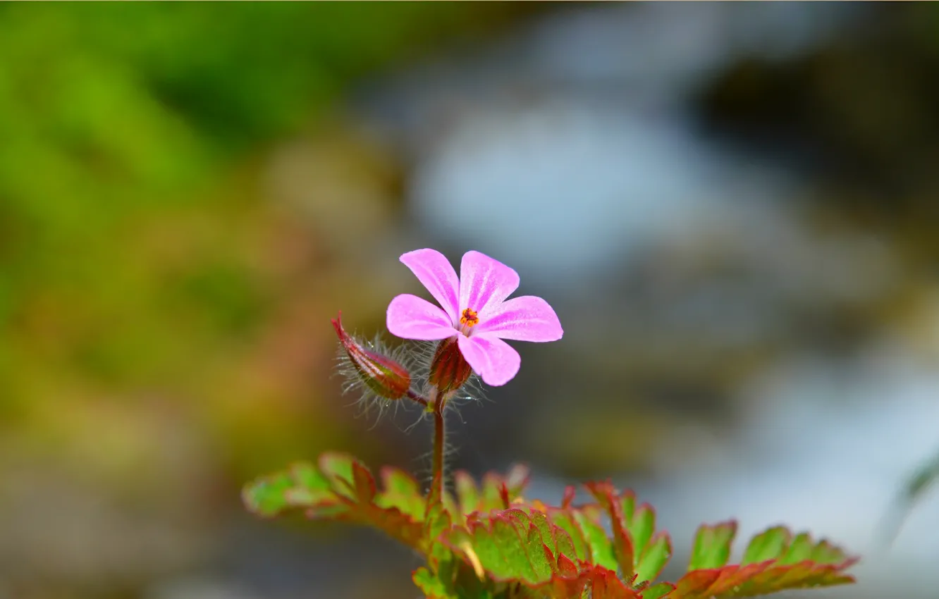Photo wallpaper spring, bokeh, bokeh, spring, Pink flower, Pink flower