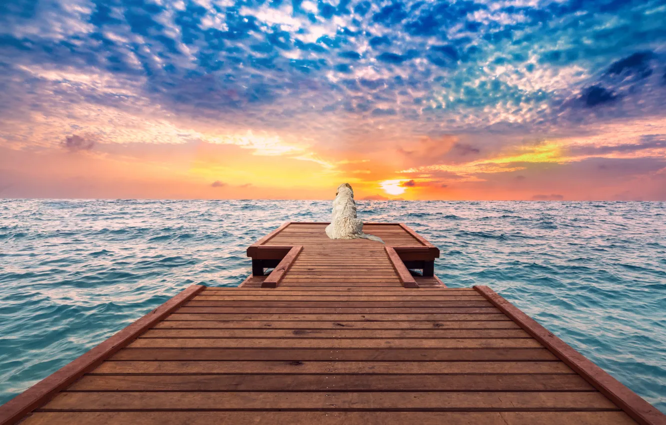 Photo wallpaper sea, pier, dog, waiting for the host