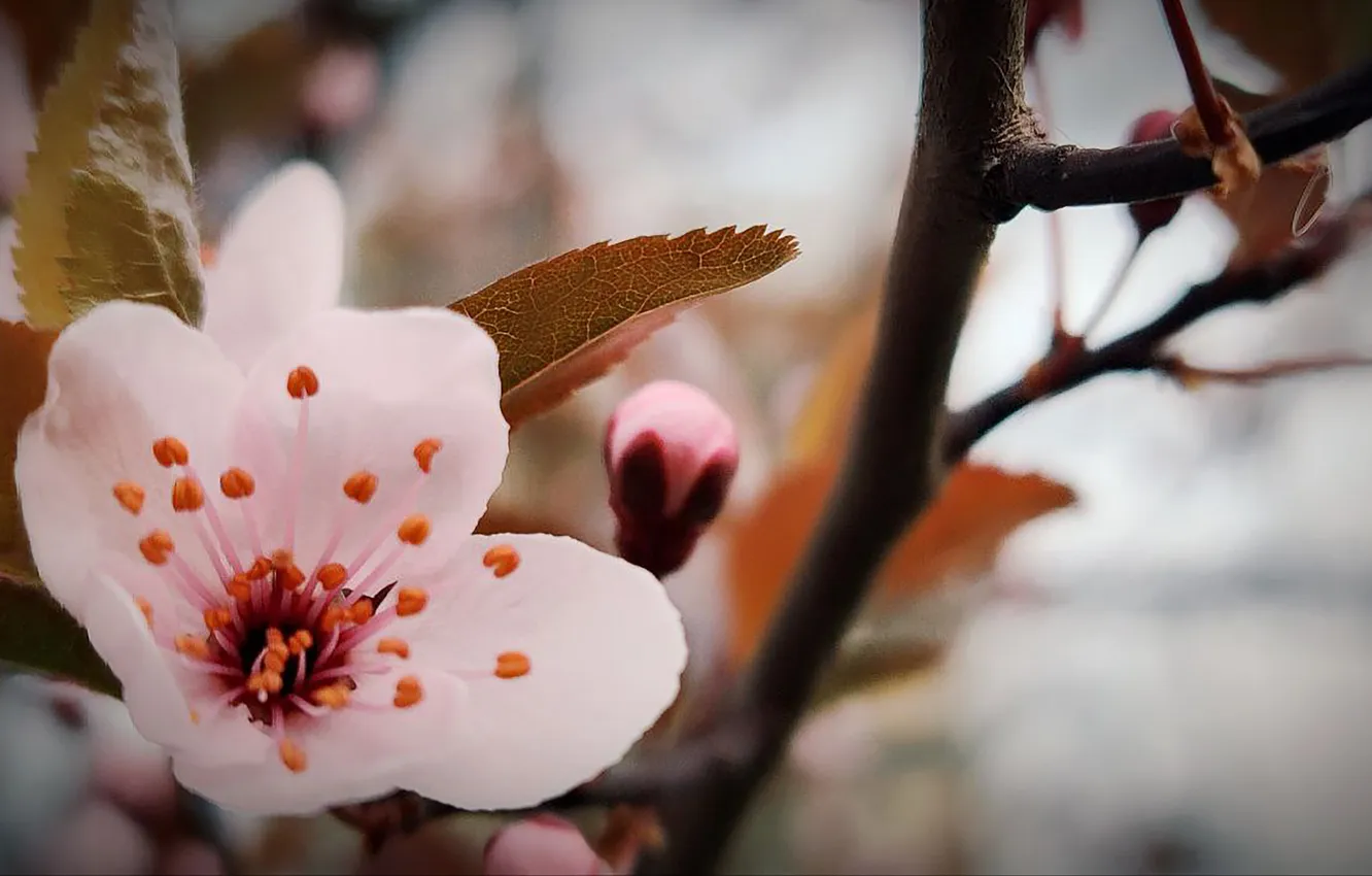 Photo wallpaper flowers, nature, background, spring, nature, flowers, kitaika, background