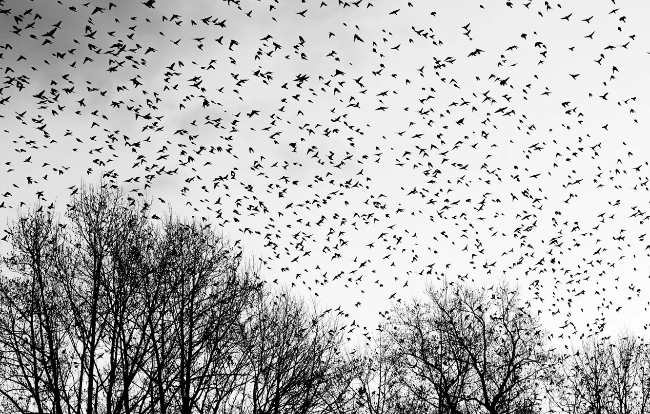 Photo wallpaper trees, flight, birds, branch