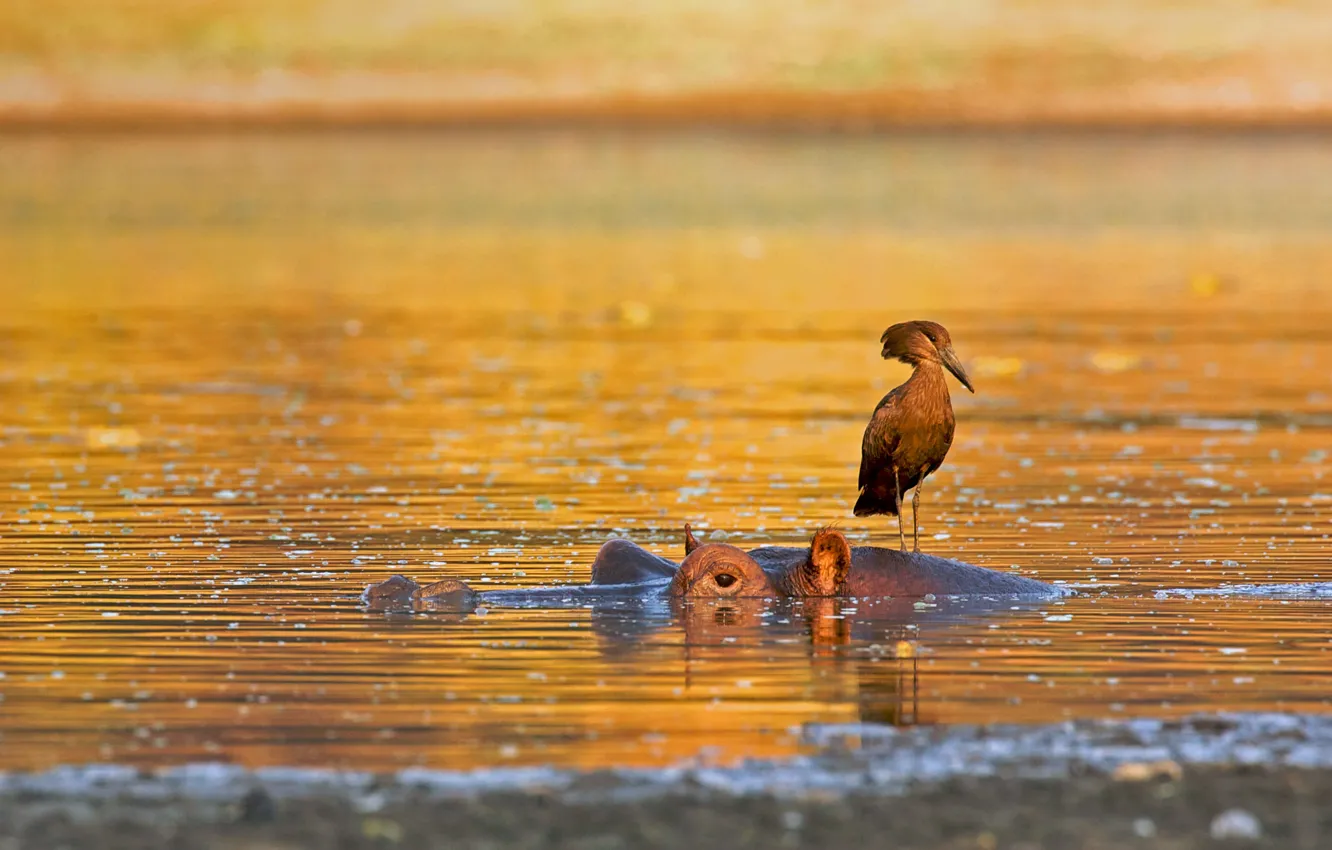 Photo wallpaper Africa, Zimbabwe, Hippo, bird, National Park Mana Pools, polatoglu
