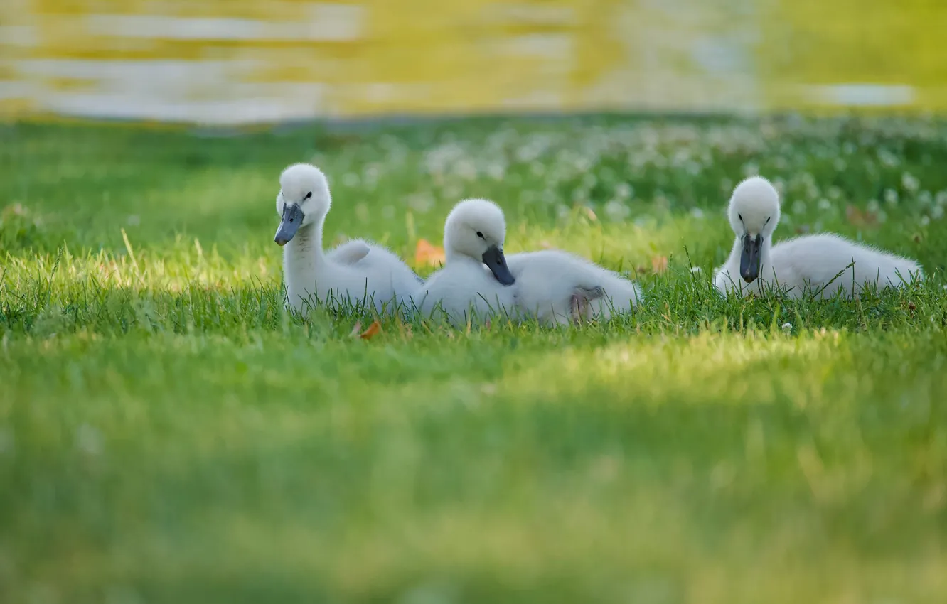 Photo wallpaper baby, bird, Chicks, swans, shore, the Lebeda, grass