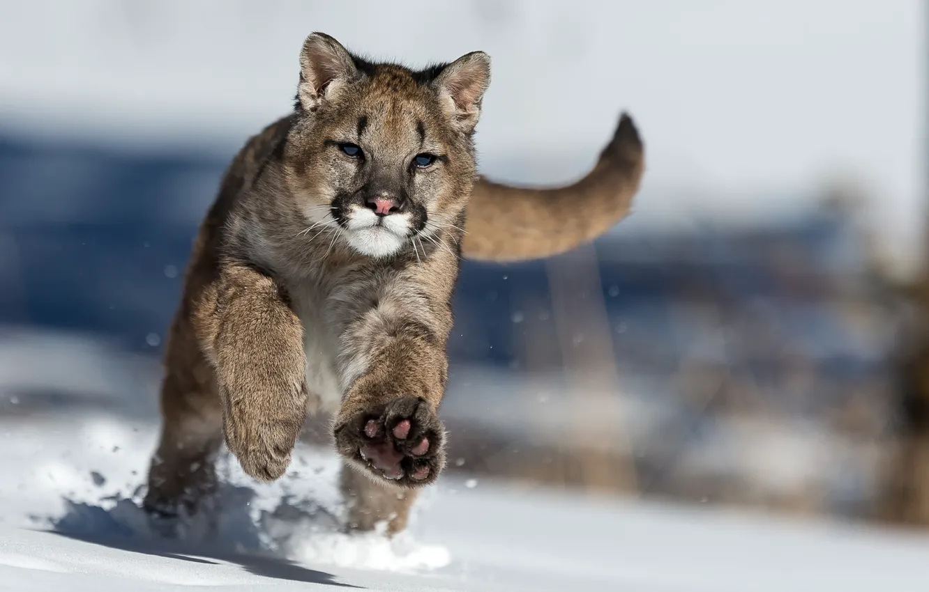 Photo wallpaper winter, snow, Puma