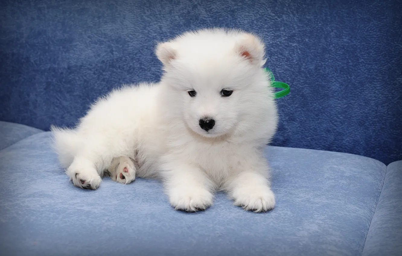 Photo wallpaper dog, puppy, Samoyed
