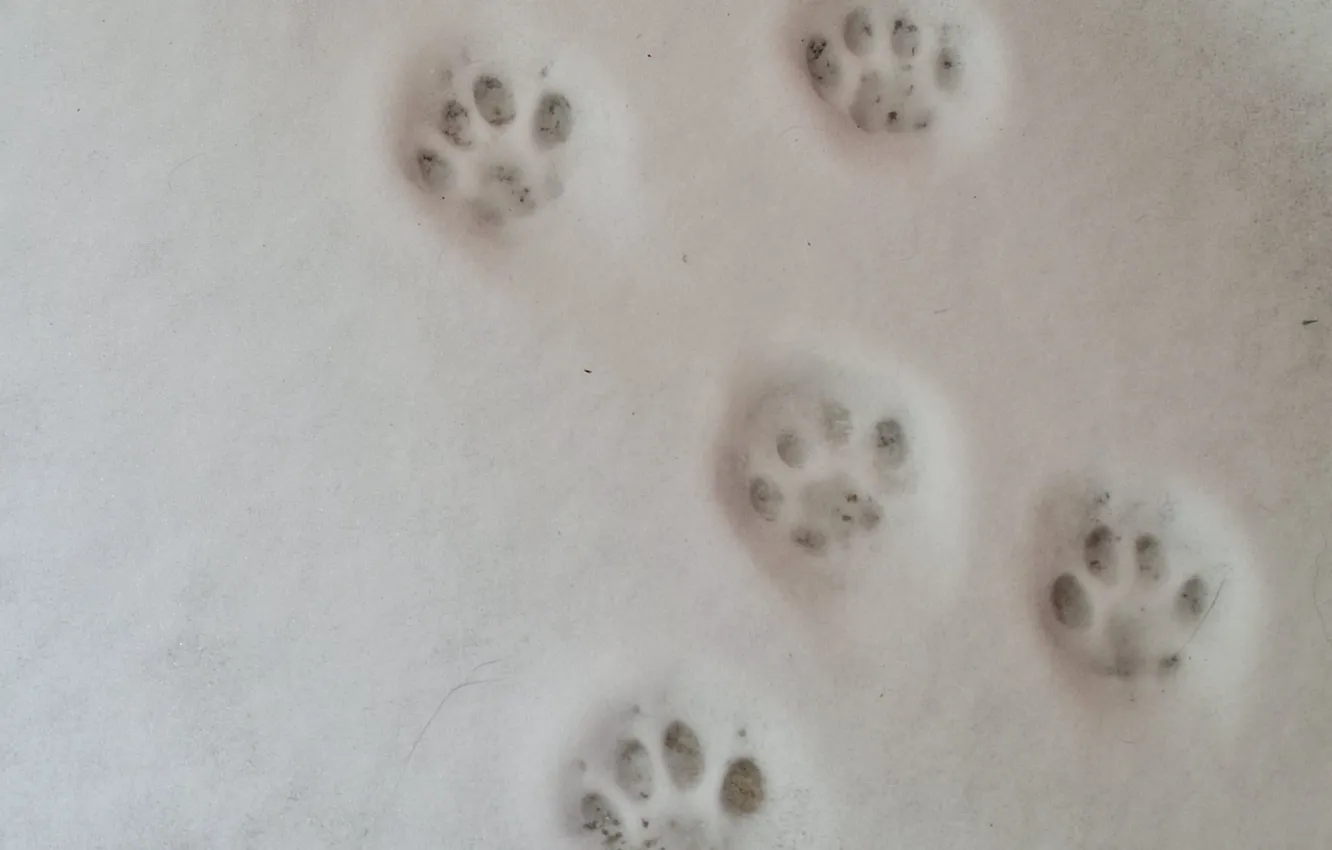 Photo wallpaper Snow, Zima, footprints of a cat