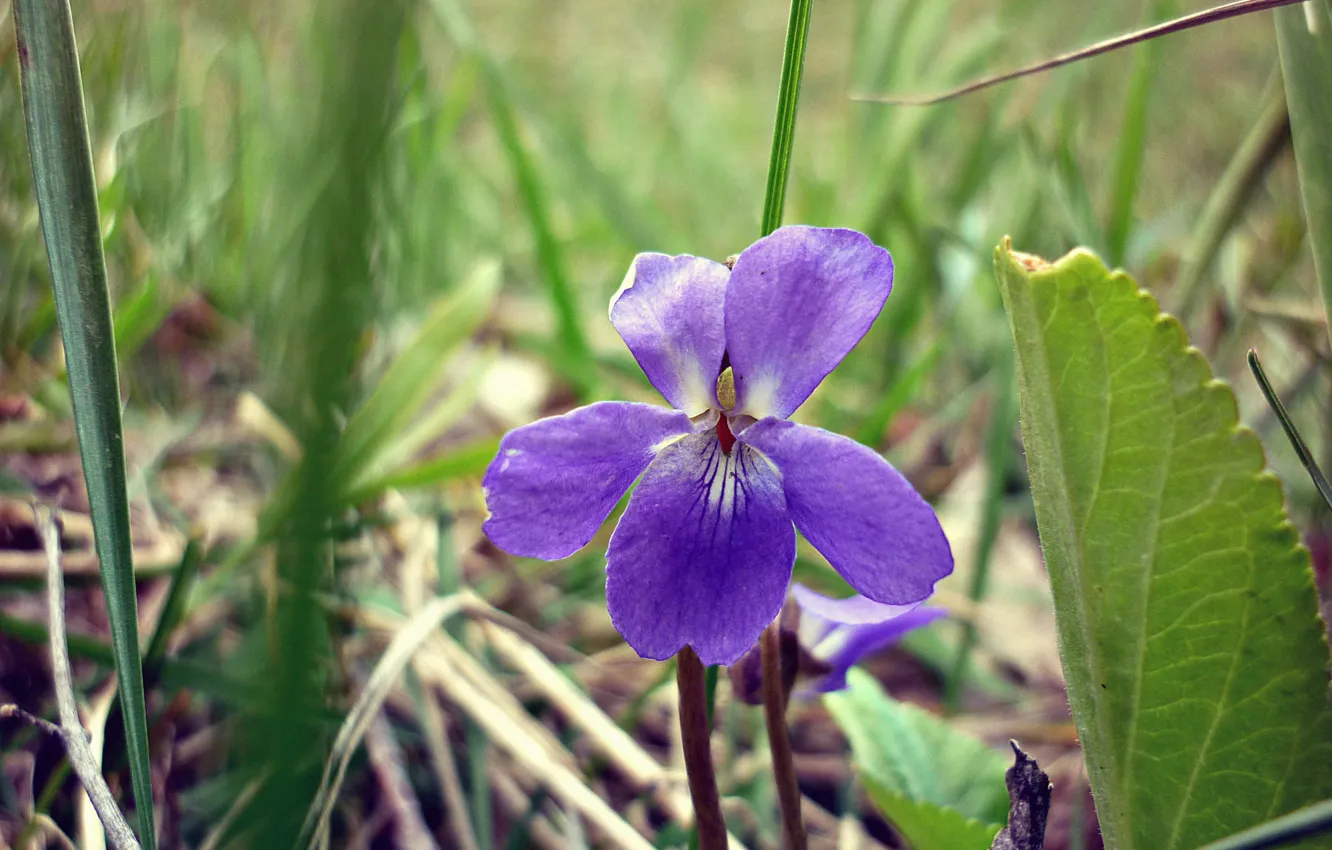 Photo wallpaper flower, Spring, violet