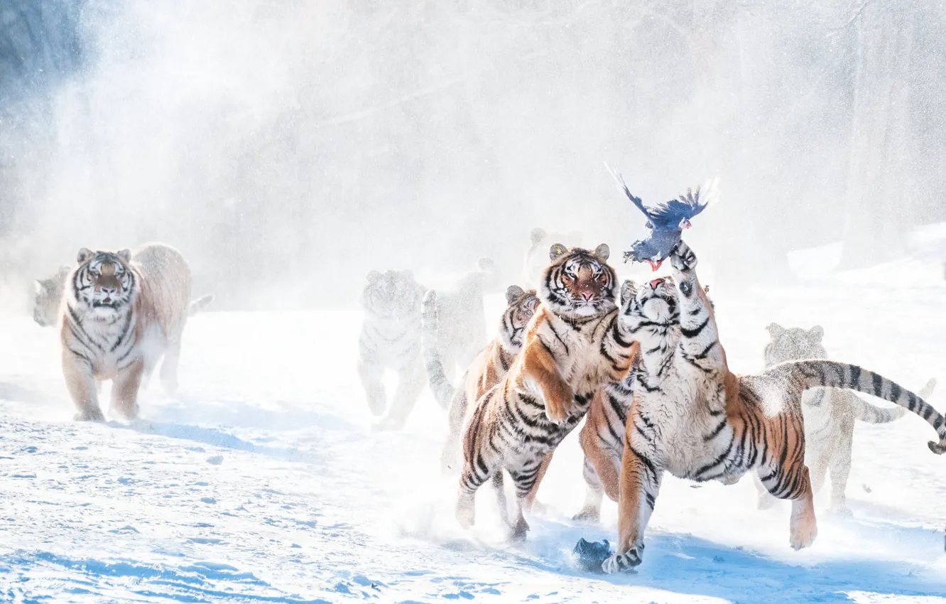 Photo wallpaper winter, snow, tiger, bird, hunter