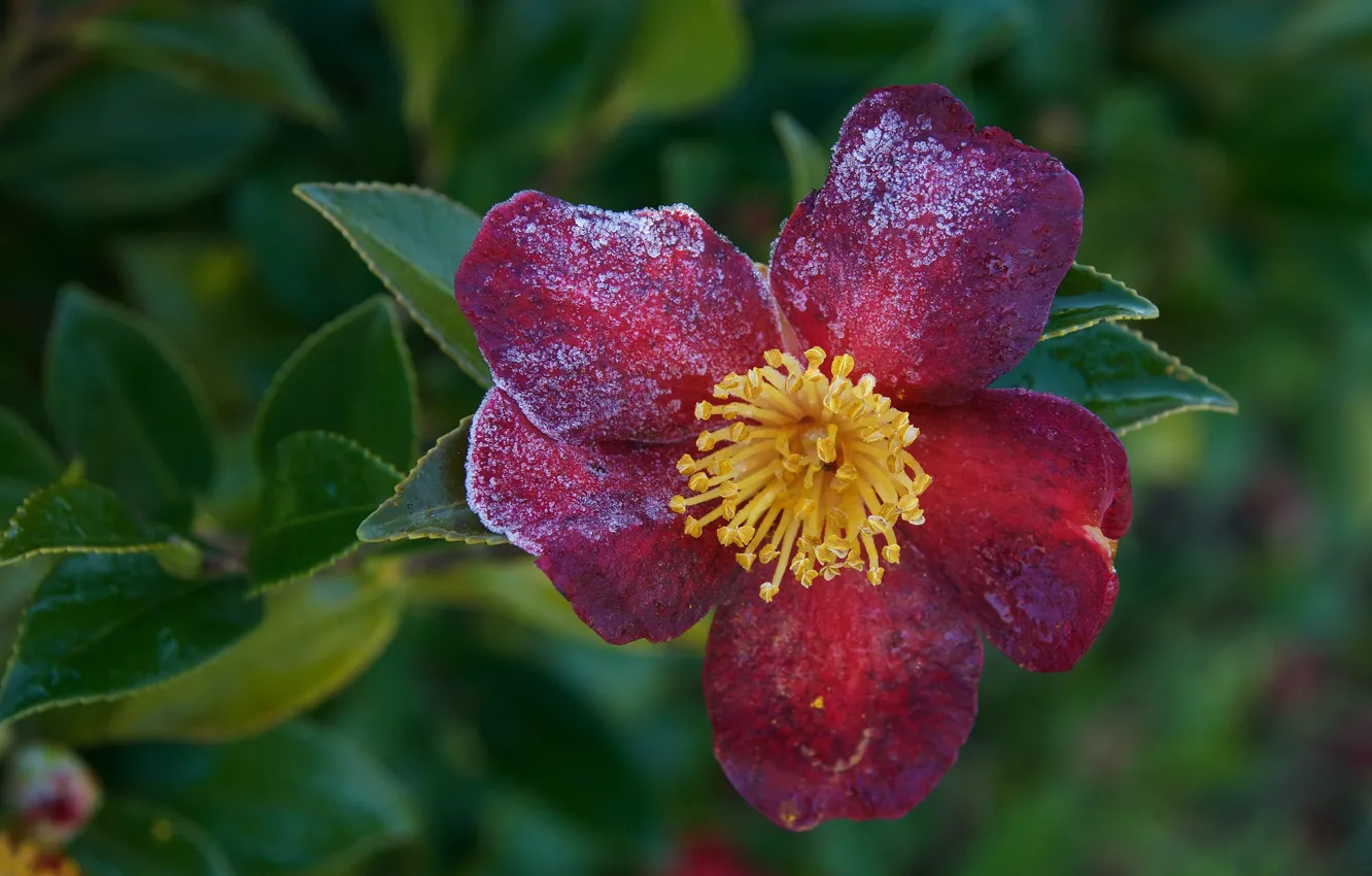 Photo wallpaper summer, flowers, flowering, shrub, Camellia