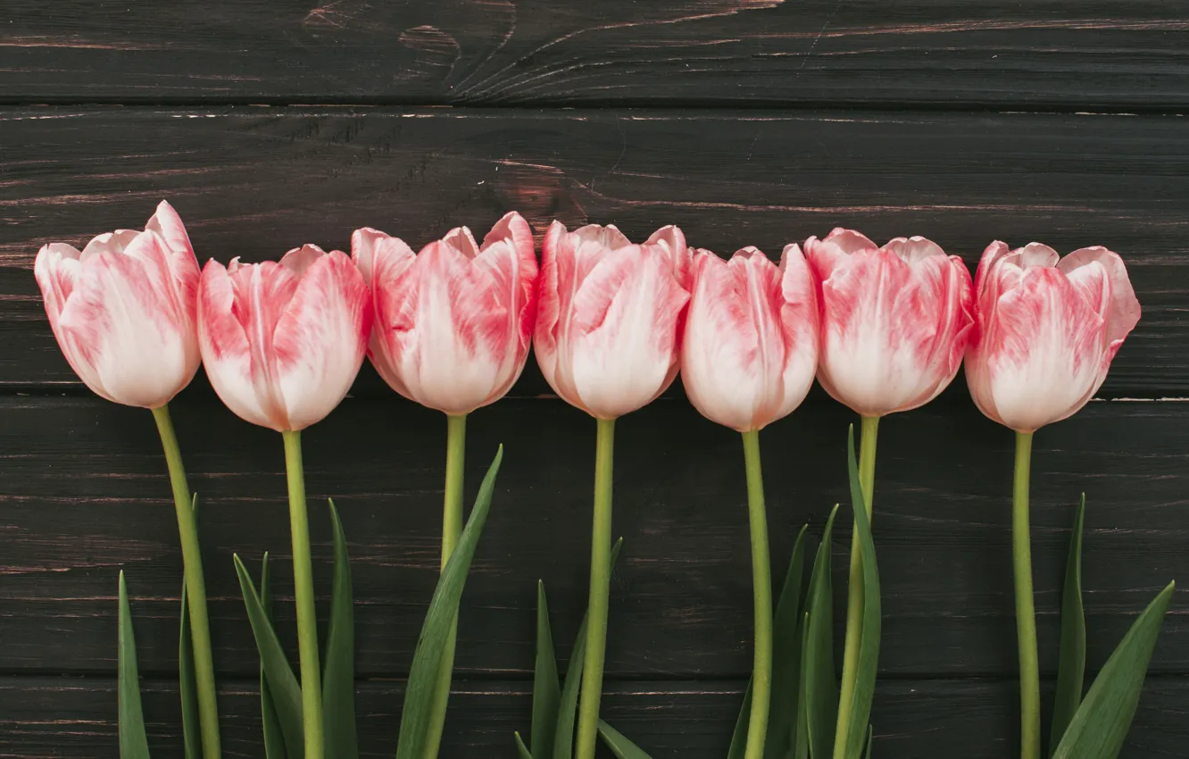 Photo wallpaper flowers, bouquet, tulips, pink, wood, pink, flowers, tulips